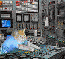 busy CAT MUSIC GIF