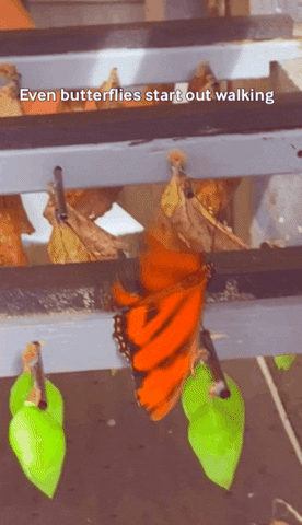 Butterfly GIF