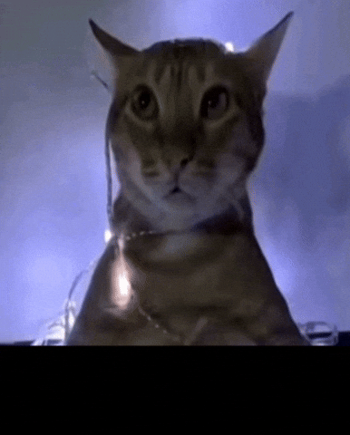 Christmas Cat GIF