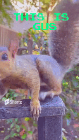 Animal GIF