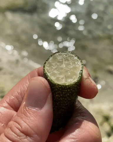 Finger Lime GIF by Miami Fruit
