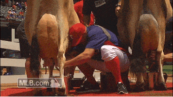 texas rangers cow GIF by MLB