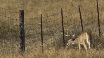 Deer Fence GIF by U.S. Fish and Wildlife Service