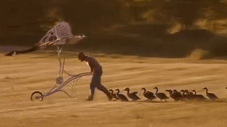 fly learning GIF