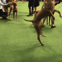 dog show GIF by Westminster Kennel Club