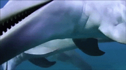 dolphins neurotoxin GIF
