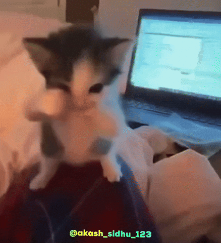 Dance Cat GIF