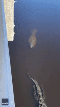Manatee Swims Close Behind Alligator in Florida State Park