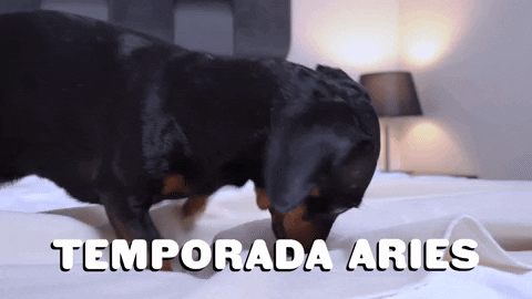 Dogs Astrology Gif By Sealed With A GIF - Find & Share on GIPHY