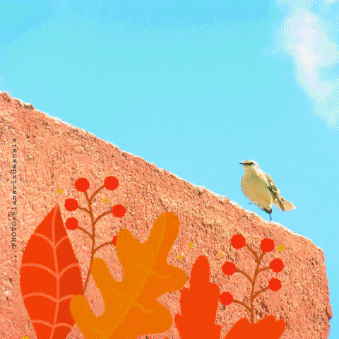 Bird GIF