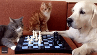 Checkmate: Cats and Dog 'Play' a Game of Chess