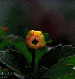 Giphy - Flower Dahlia GIF
