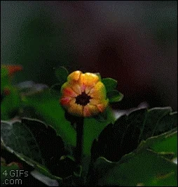 Flower Dahlia GIF