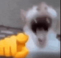 Laughing Cat GIF