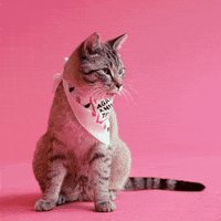 the body shop cat GIF