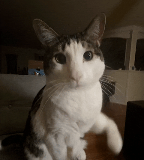 Kitty Chris GIF
