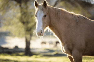 Summer GIF