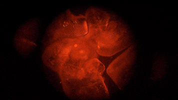 harkat GIF