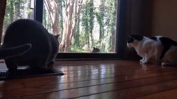 GIF by thatwasawesome