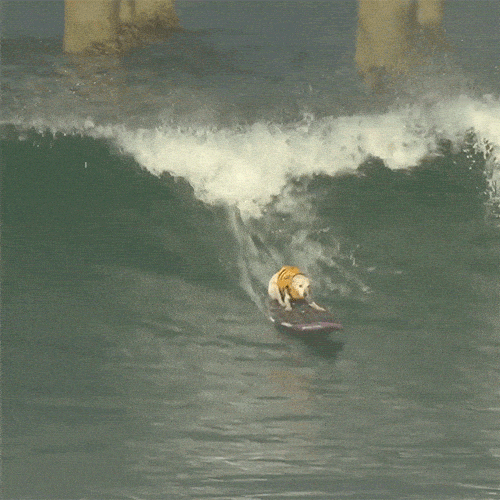 https://media2.giphy.com/media/9D8SldWd6lmVbHwRB1/giphy-downsized-large.gif