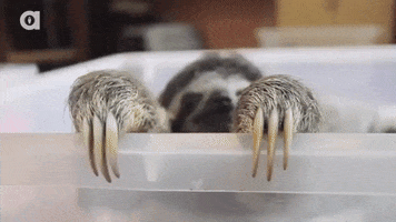 hungry sloth GIF