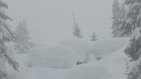 Powder Skiing GIFs - Get the best GIF on GIPHY