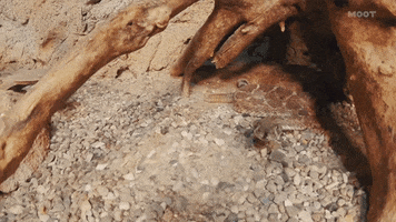 hungry snake GIF by MOOT