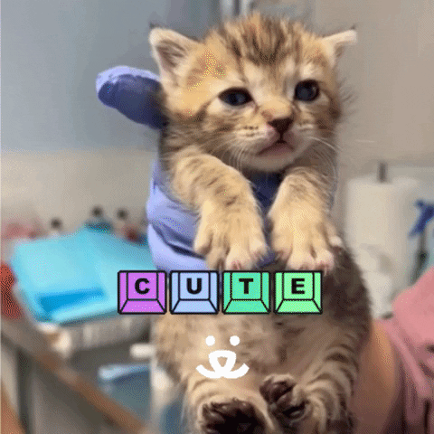 Kitten Adopt GIF by Best Friends Animal Society
