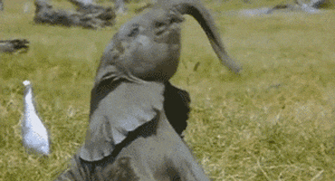 Baby Elephant Elephant animated GIF