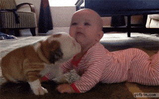 bulldog puppy GIF bulldog puppy GIF