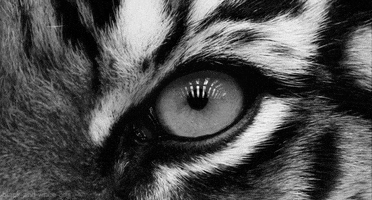Wildlife gif. In black and white and tight on a tiger's face, the cat shifts its eye back and forth.