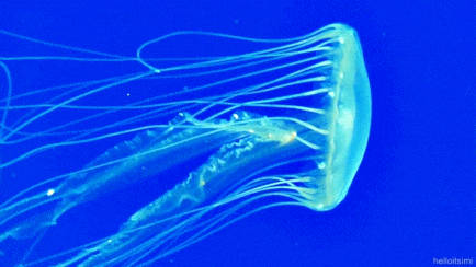 Comb Jellyfish GIFs - Find & Share on GIPHY