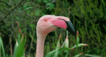 flamingo what GIF