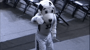 providence college mascot GIF by Providence Friars