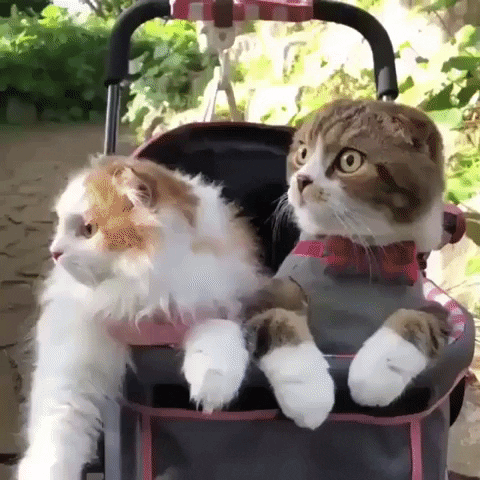 Video gif. Two cats sit in a stroller and duck their heads in unison to hide from something, revealing a third orange cat curled up in the same stroller at the back.