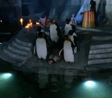 Batman Penguin GIF