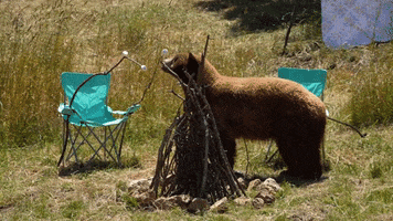 Camping Black Bears GIF by Oakland Zoo