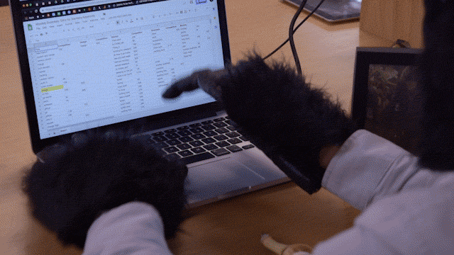 giphy.gif