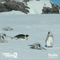 March Of The Penguins Fall GIF by HULU