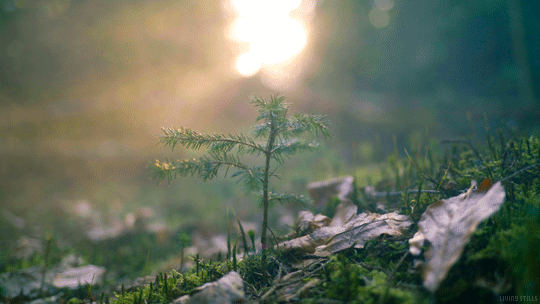 dawn GIF