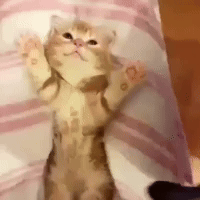 Cute-kitty-butterfly-adorable-love GIFs - Get the best GIF on GIPHY