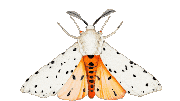Butterfly Watercolor Sticker by Frau von Bommel