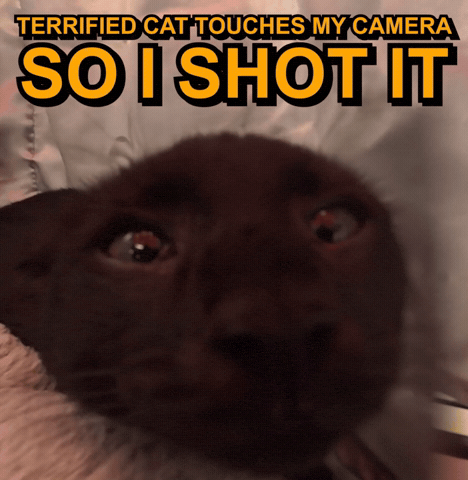 Playing With A Kitten Then Shooting It GIF