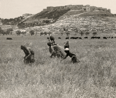 West Bank Farming GIF by Vintage 3D