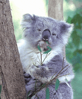 nom nom nom koalas GIF by Cheezburger