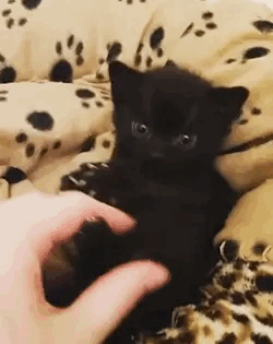 black panther cat GIF