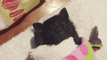 baby bat ears reacting GIF