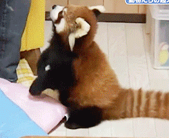Hungry Red Panda GIF