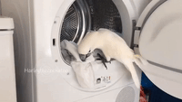 Laundry-cart GIFs - Get the best GIF on GIPHY
