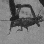 cricket